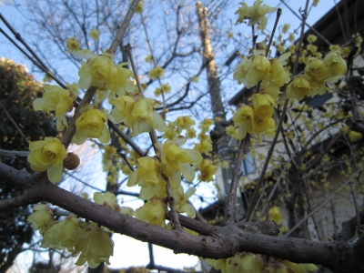 埼玉県坂戸市 ロウバイの花が咲いていました 施工アルバム お庭と外構の施工例 埼玉県坂戸市のビズガーデニング